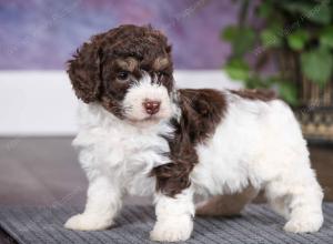 chocolate female mini bernedoodle near Chicago Illinois