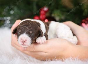 chocolate female mini bernedoodle near Chicago Illinois