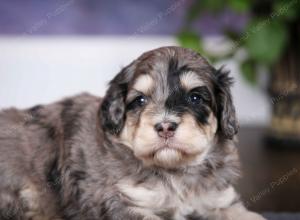 tri-colored male mini bernedoodle near Chicago Illinois