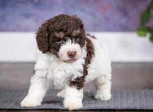 chocolate female mini bernedoodle near Chicago Illinois