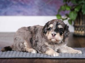 tri-colored male mini bernedoodle near Chicago Illinois