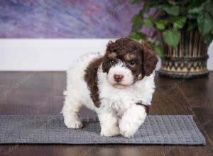 chocolate female mini bernedoodle near Chicago Illinois