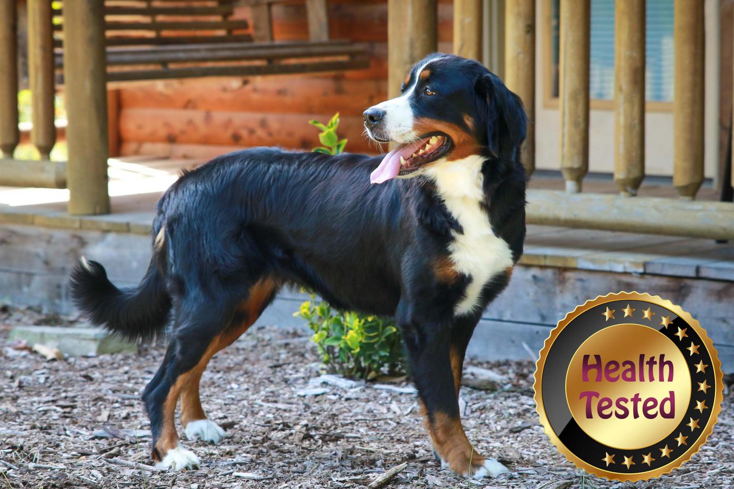 Jasmine Bernese Mountain Dog