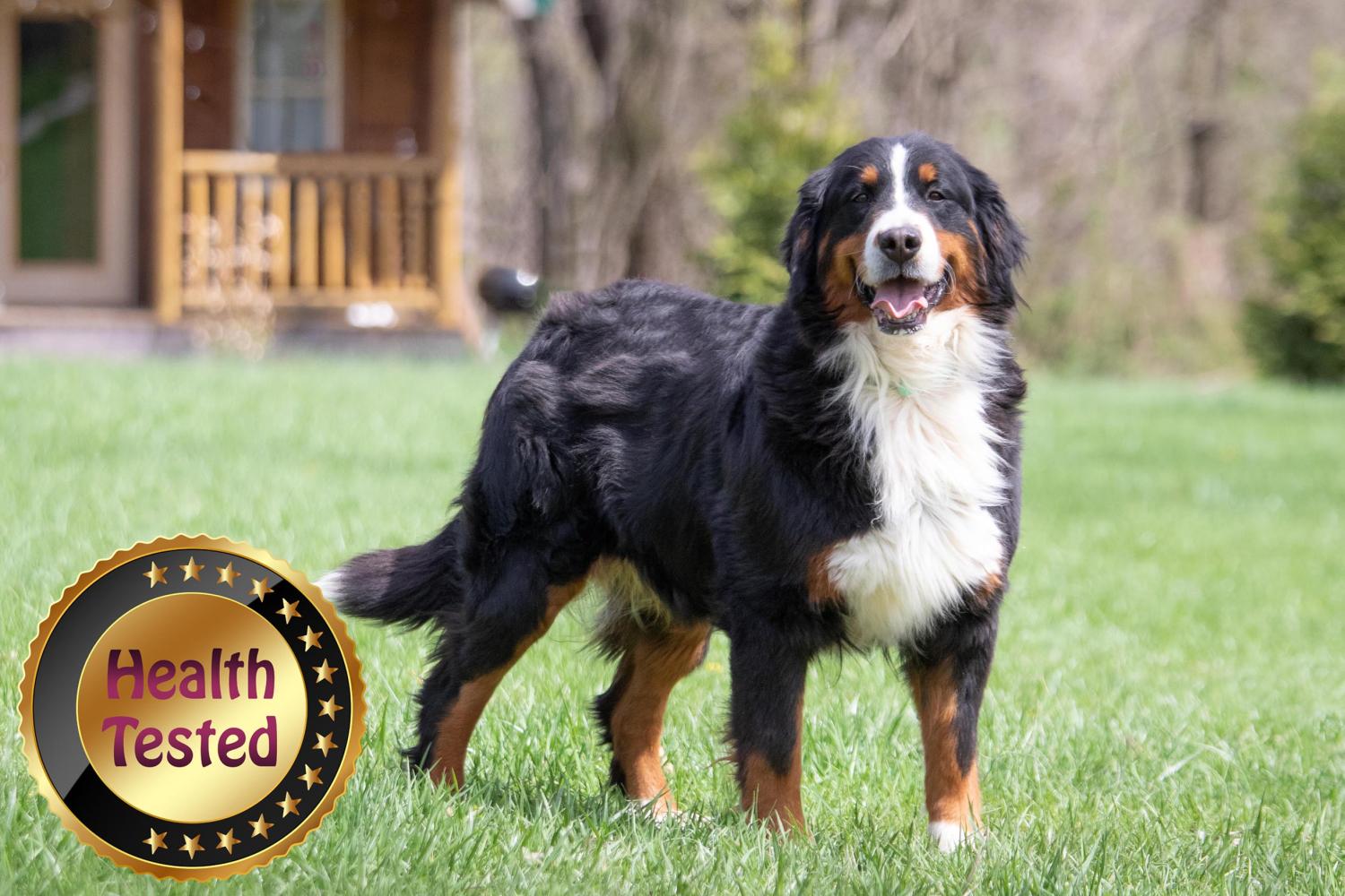 Jody Bernese Mountain Dog