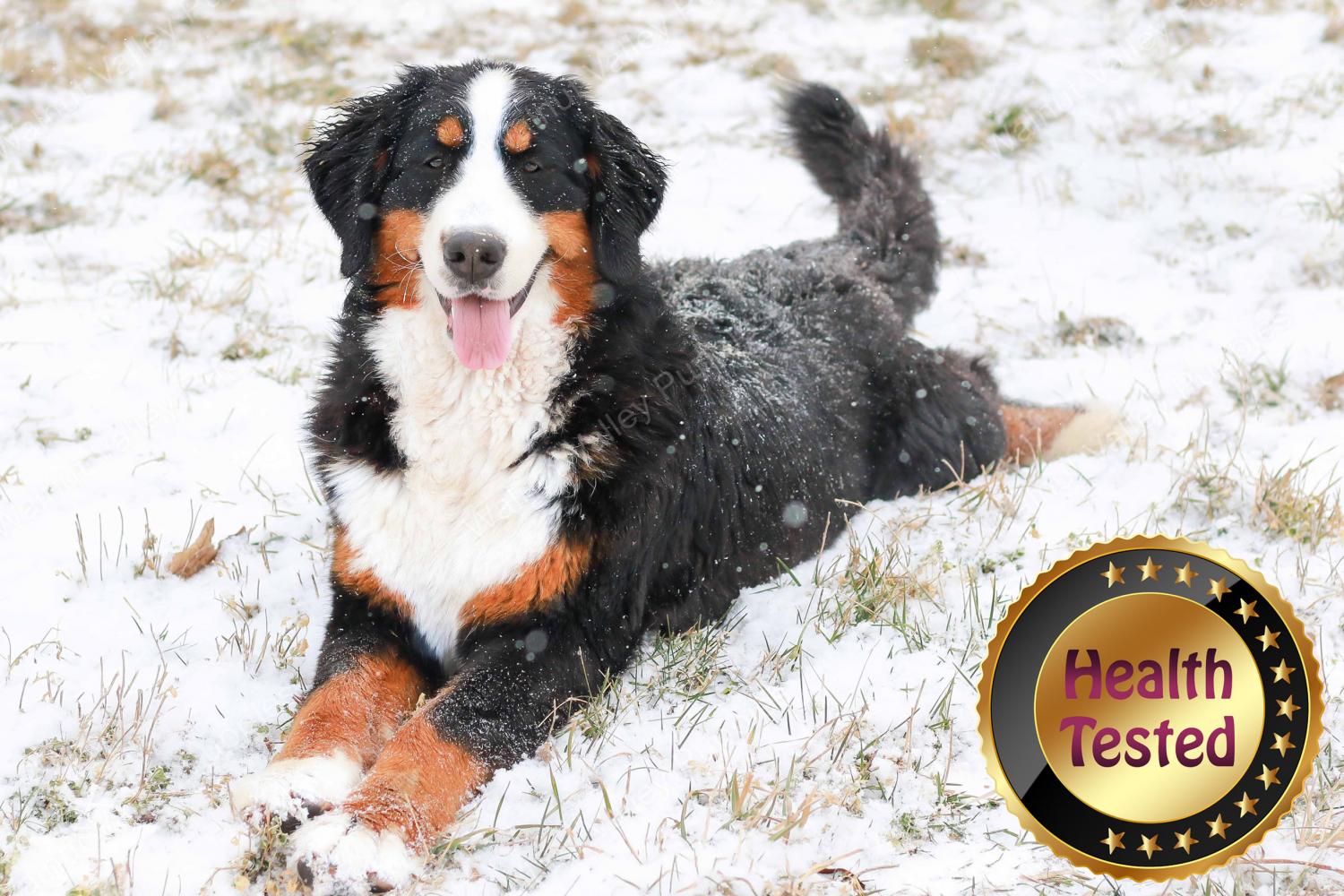 Misty Bernese Mountain Dog