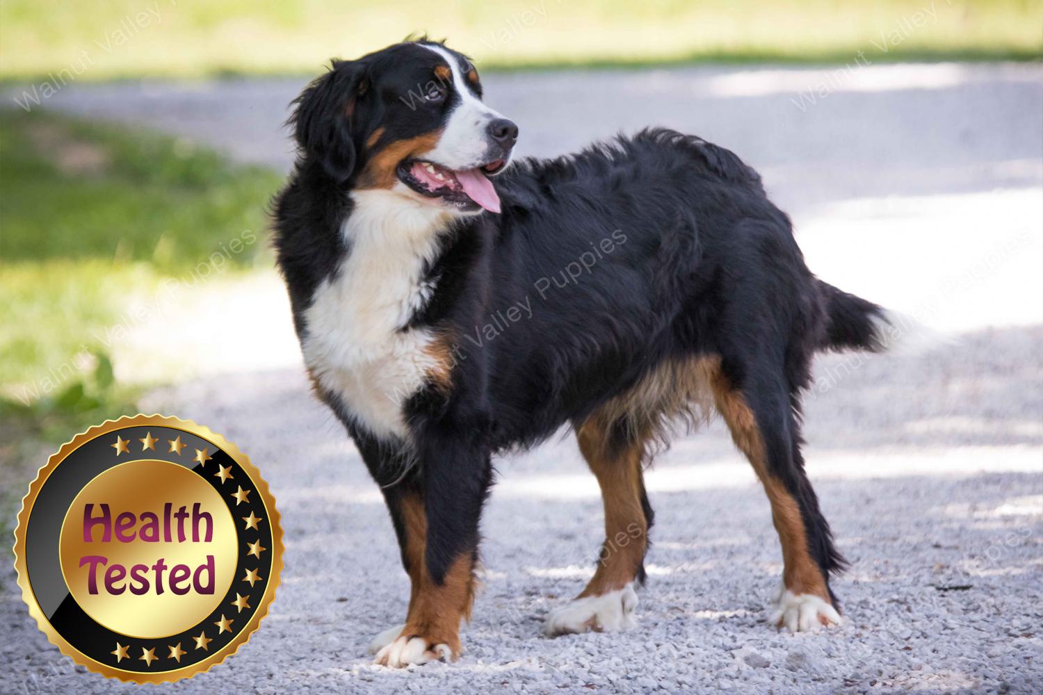 Bernese Mountain Dog mom 