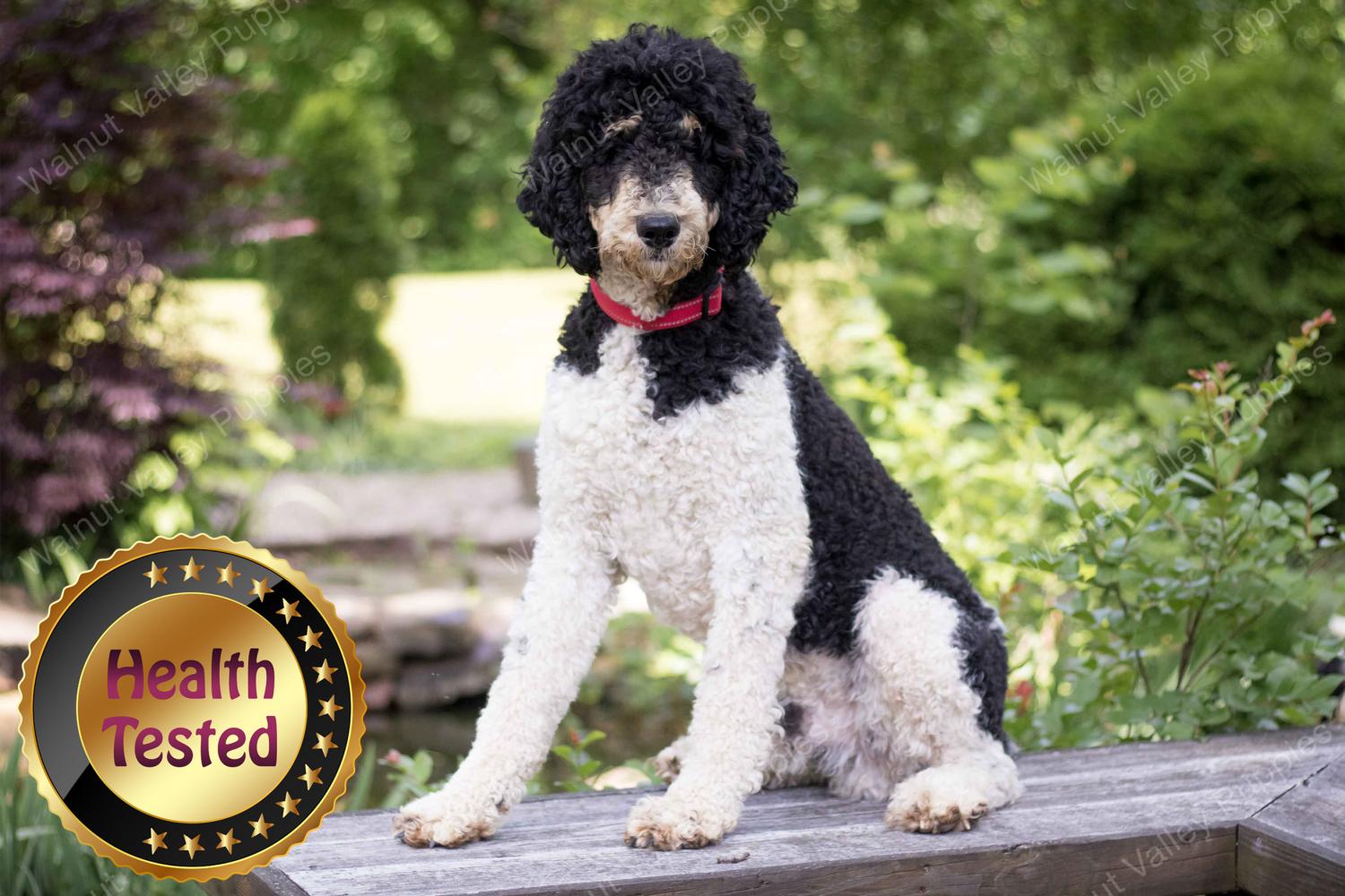 Male Standard Poodle