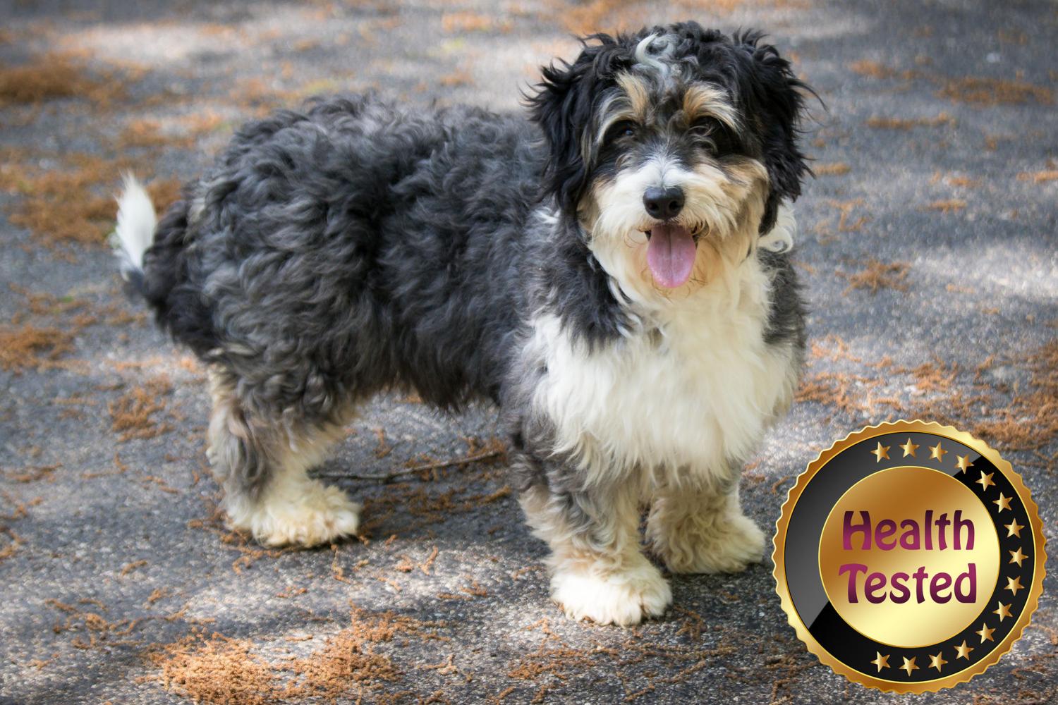 Jackpot Male Mini Bernedoodle