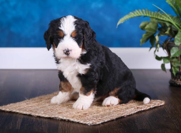 Mini Bernedoodle vs Adult 