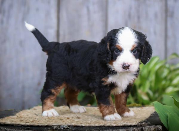 Mini Bernedoodle vs Adult 