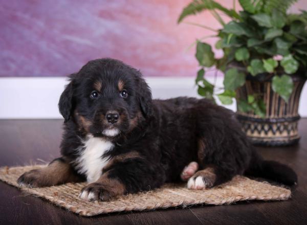 Standard Bernedoodle Puppy vs Adult 