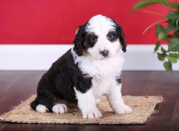 Mini Bernedoodle vs Adult 