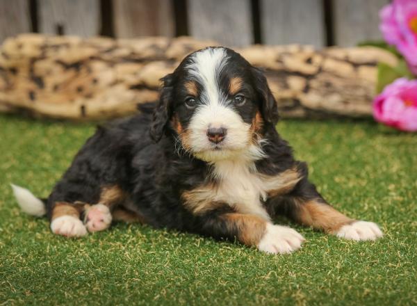 Mini Bernedoodle vs Adult 