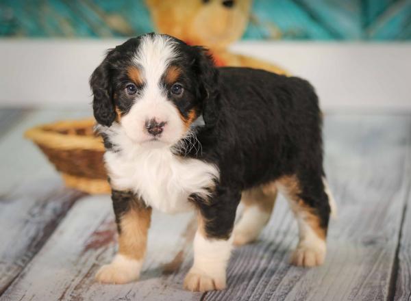 Mini Bernedoodle vs Adult 