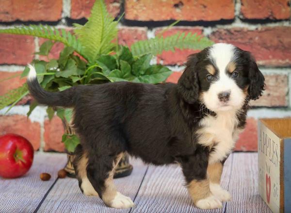 mini Bernedoodle vs Adult 