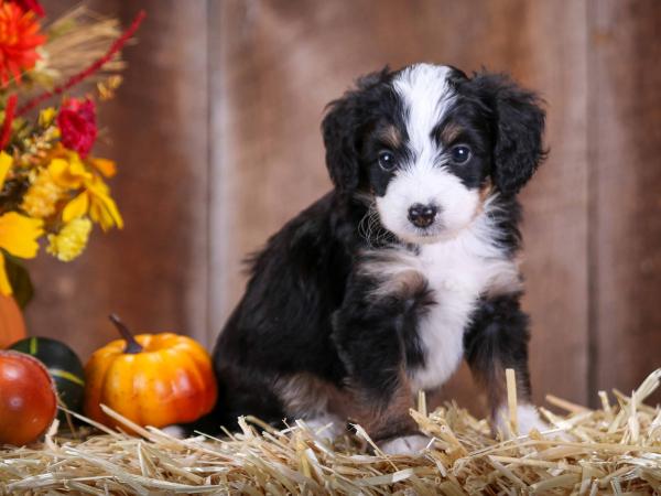 F1B Bernedoodle Puppy vs Adult 