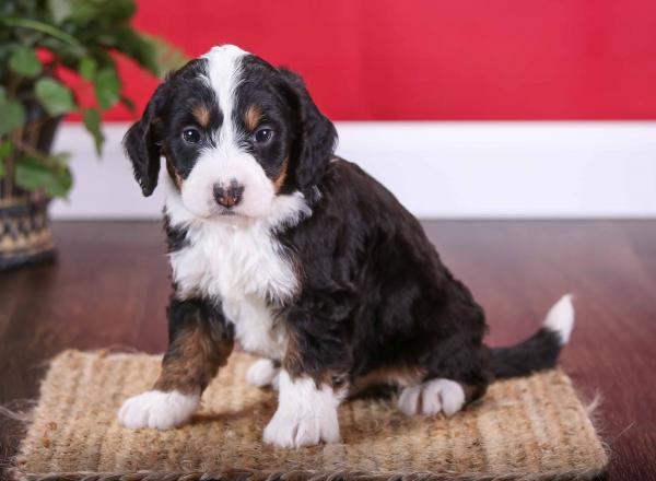 Mini Bernedoodle vs Adult 