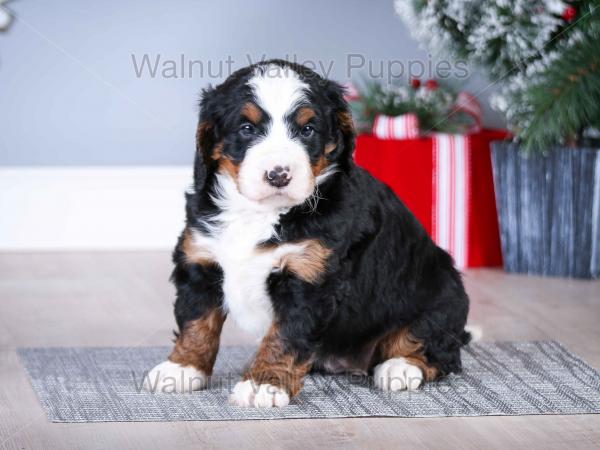 Mini Bernedoodle vs Adult 