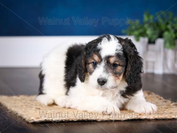 F1B Bernedoodle Puppy vs Adult 