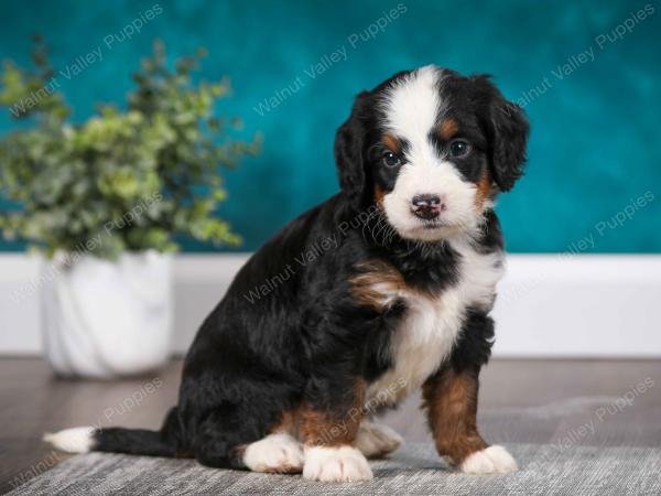 Mini Bernedoodle