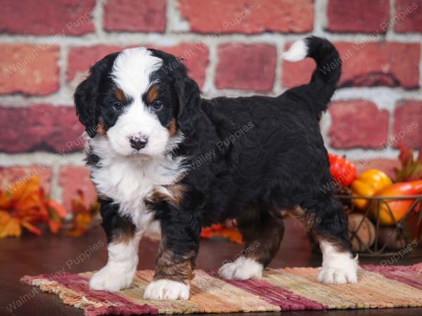 Mini Bernedoodle vs Adult 