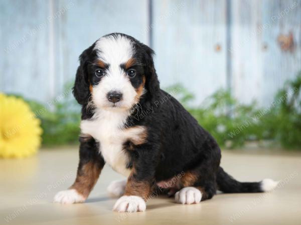 Mini Bernedoodle near Saint Louis MO