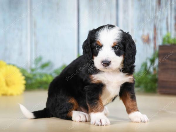 Mini Bernedoodle near Saint Louis MO