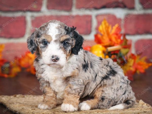 F1B Bernedoodle Puppy vs Adult 