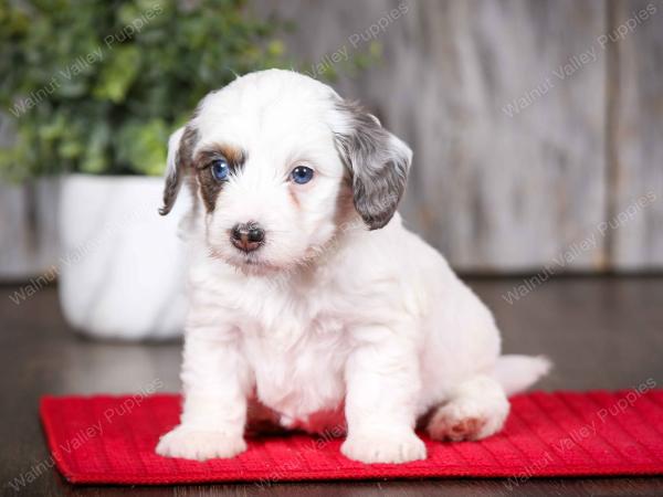 F1B Bernedoodle Puppy vs Adult 