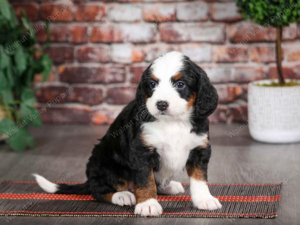 Mini Bernedoodle near Saint Louis MO