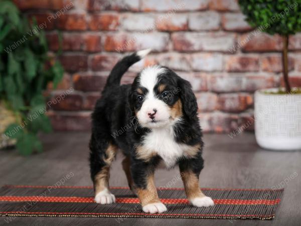 Mini Bernedoodle near Saint Louis MO