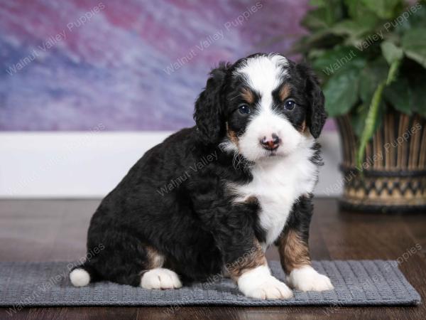 Mini Bernedoodle vs Adult 