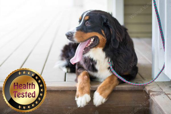 Bernese Mountain Dog mom 