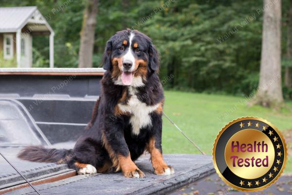 Bernese Mountain Dog