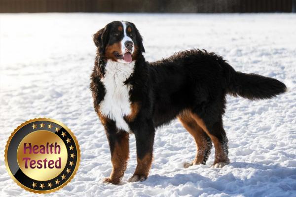 Mocha Bernese Mountain Dog