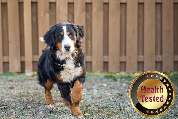 Paris Bernese Mountain dog 