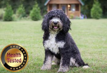 Amber Standard Bernedoodle 