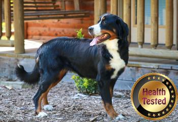 Jasmine Bernese Mountain Dog