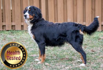 Bernese Mountain Dog