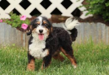 Kelsie F1b bernedoodle