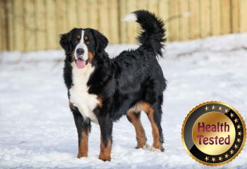 Bernese Mountain Dog mom 