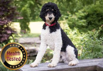 Male Standard Poodle