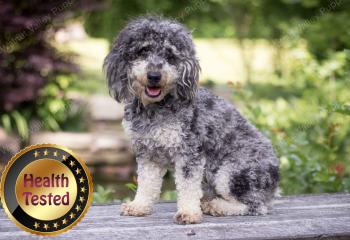 Poodle male