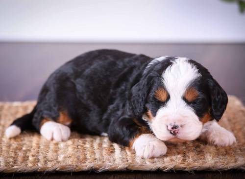 Darla at 3 weeks old