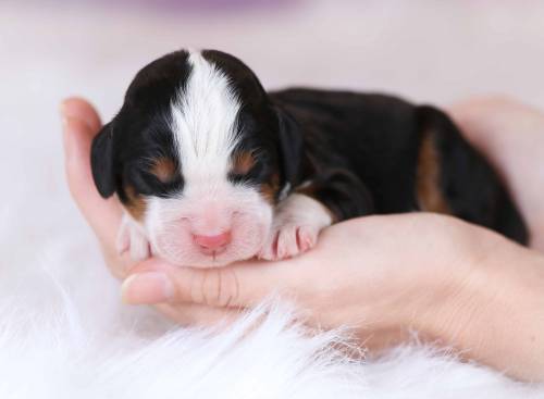 Darla at 3 days old