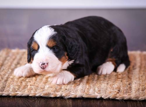 Darla at 3 weeks old