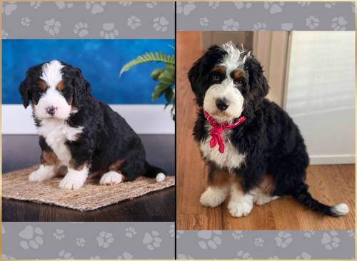 Mini Bernedoodle vs Adult 