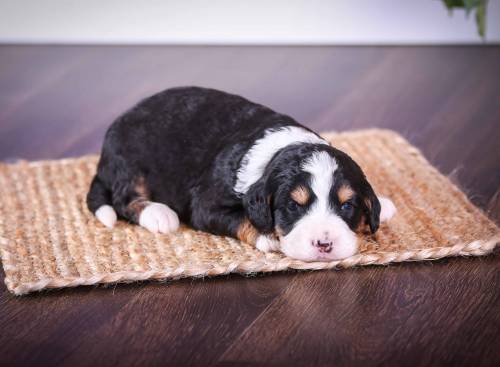 Dawn at 3 weeks old 