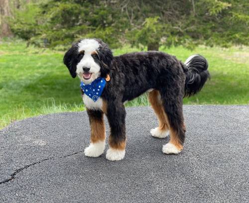 Scottie at 18 months old