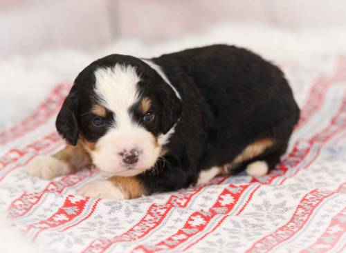 Savannah at 3 weeks old